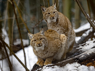 A pair of Scandinavian lynx, Lynx lynx lynx, sitting in the snow and watching the surroundings