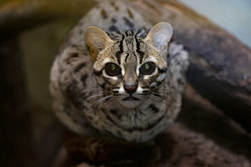 A rare Palawan leopard cat, Prionailurus bengalensis heaneyi, sits on a branch and looks around