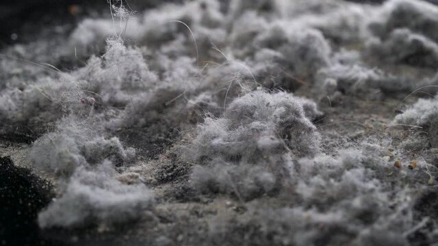 heap of domestic dust after cleaning in apartment, macro view, many microscopic pieces