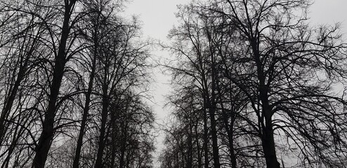 Árboles en Invierno