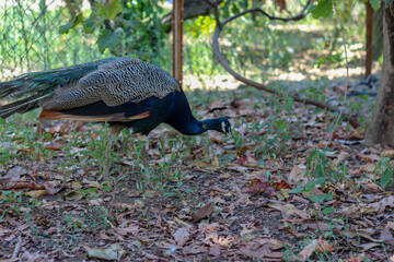 Beautiful peacock with gorgeous colors walking around in the garden. Selective focus.