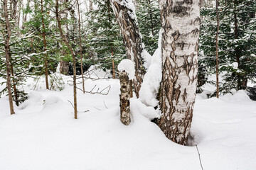 Old white birches and young green spruces are in the winter forest