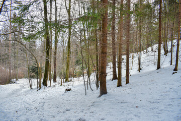 Winter forest in mountains