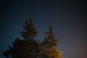 Fototapeta premium night sky with trees