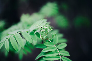 Fototapeta na wymiar close up of a green leaf