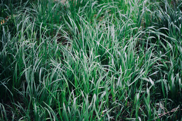 Obraz premium grass in the wind