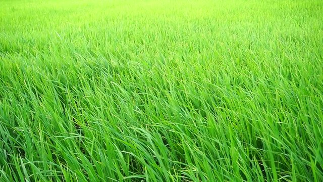 Paddy field moving like a wave at alor setar, Kedah, Malaysia