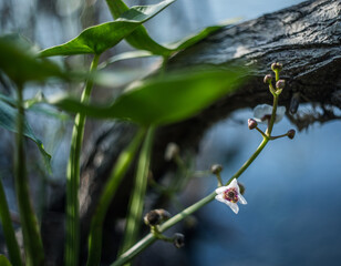 Arrowhead flowers on a blurred background of water. Selective focus. Abstract bokeh.