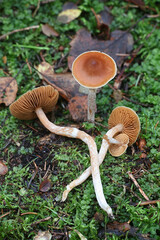 Cortinarius parvannulatus, a webcap mushroom from Finland with no common English name