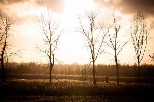 sunrise in the field