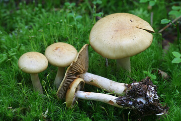 Cortinarius delibutus, known as the bluegill webcap or the yellow webcap, wild mushroom from Finland
