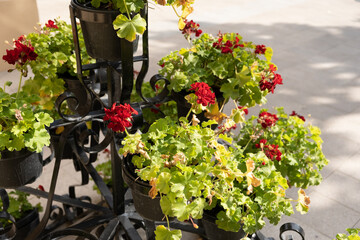 Red flowers on a stand outside in the park in a summer day. High quality photo