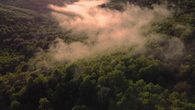 Breathtaking aerial landscape above a green forest with fog after rain in summer