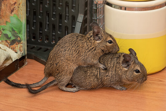 Mating of Common degu. Exotic animal for domestic life. The common degu is a small hystricomorpha rodent endemic from Chile. 