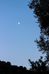 Tree branches with white moon in the blue sky in the background. 