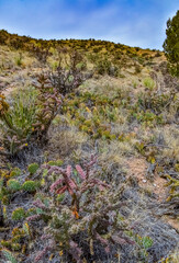 Desert succulents, cacti, prickly pear (Cylindropuntia and Opuntia sp.) and yucca on a hillside in Colorado, US