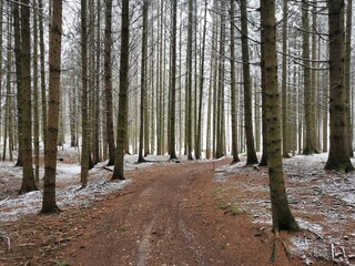 Waldweg im Winter