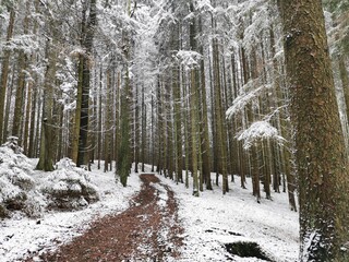 Waldweg im Winter