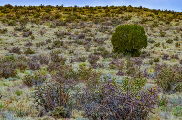 Desert succulents, cacti, prickly pear (Cylindropuntia and Opuntia sp.) and yucca on a hillside in...