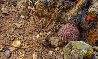 Desert succulents cacti, (Echinocereus sp.) cactus on a hillside in Colorado, US