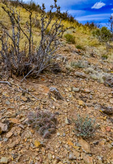 Desert succulents, cacti, prickly pear (Cylindropuntia and Opuntia sp.) and yucca on a hillside in Colorado, US