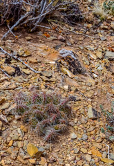 Desert succulents, cacti, prickly pear (Cylindropuntia and Opuntia sp.) and yucca on a hillside in Colorado, US