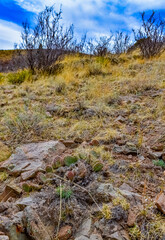 Desert succulents, cacti, prickly pear (Cylindropuntia and Opuntia sp.) and yucca on a hillside in Colorado, US