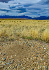 Desert plants, Great Sand Dunes National Park with mountains in the background, Colorado, US