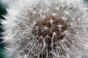 Rolgordijnen Flower on film © Mikki