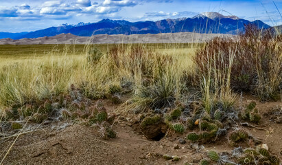 Cactus, Plains prickly pear Opuntia polyacantha, nature USA. Great Sand Dunes NP, Colorado, US
