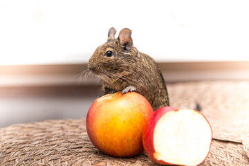 Domestic degu on the table eating red apples 