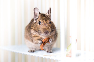 Domestic degu with dry aplple in the cage 