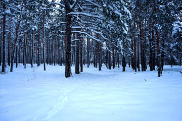 snow covered trees