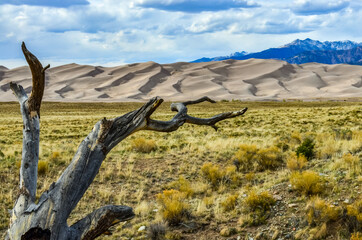 Dry tree on the background of the Great Sand Dunes, Colorado, US
