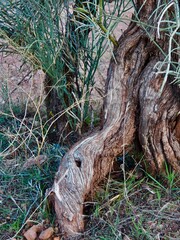 Greens and Tree Roots
