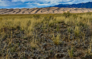 Cactus, Plains prickly pear Opuntia polyacantha, nature USA. Great Sand Dunes NP, Colorado, US
