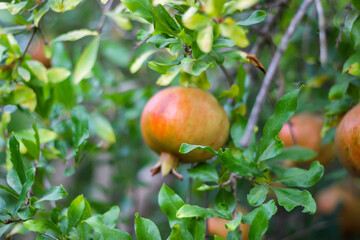 Close-up pomegranate tree and fruit on green background. Selective focus.