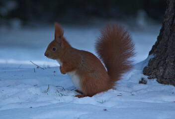 Squirrel © Klimczak-Krajewska