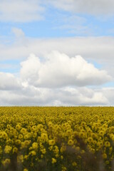 Obraz premium Sunflower field and blue sky. 