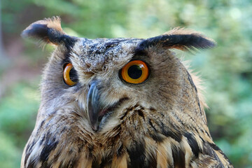 Eagle owl with big eyes in the forest