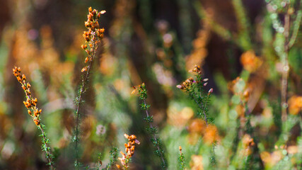 D'innombrables fleurs de bruyère sauvage jonchent le sol de la forêt des Landes de Gascogne, sous une lumière radieuse
