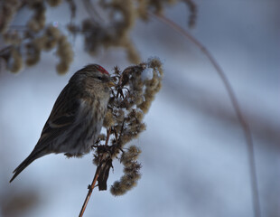 Common redpoll © Klimczak-Krajewska