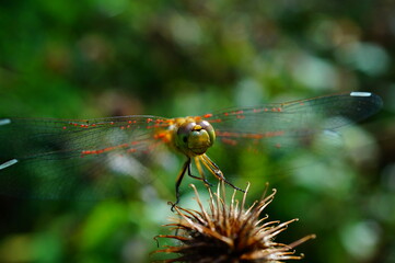 dragonfly on a branch