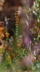 Obraz na płótnie Canvas D'innombrables fleurs de bruyère sauvage jonchent le sol de la forêt des Landes de Gascogne, sous une lumière radieuse