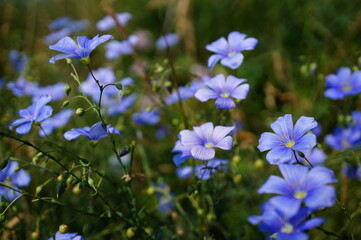 Blooming blue flax in the field.