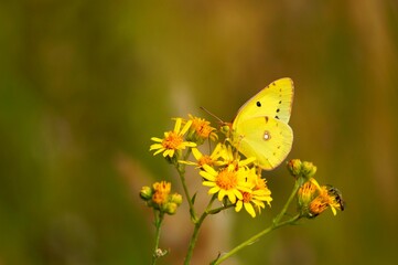 butterfly on yellow flower