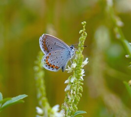 butterfly on a flower