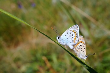 butterfly on a flower