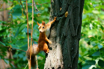 squirrel on a tree