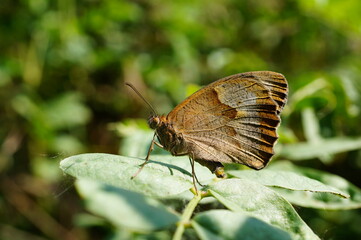 butterfly on leaf